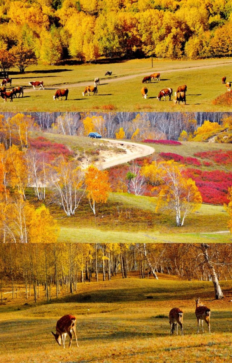 如果秋天只能去一个地方🍂那一定是乌兰布统_4_领队铭铭_乌兰布统-草原-来自52tours 我爱旅游网